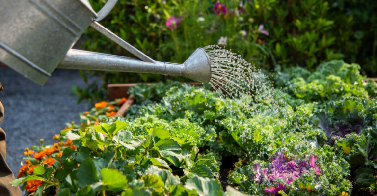 The Watering Habit That’s Quietly Weakening Massachusetts Flower Beds