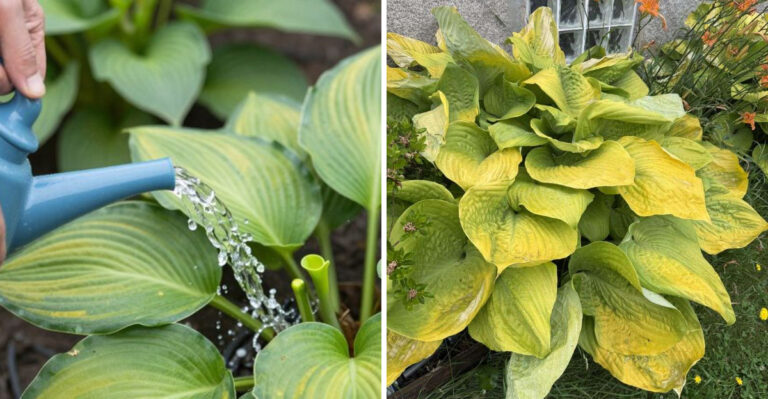 The Watering Mistake That Can Make Georgia Hostas Wilt Even In Shade