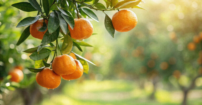 The Watering Mistake That Stresses Arizona Citrus Trees In July