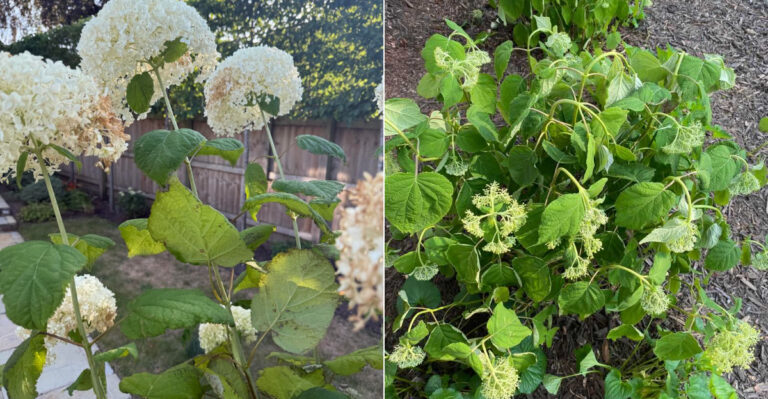 The Watering Mistake That’s Destroying Oregon Hydrangeas This Summer