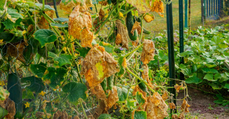 The Watering Mistakes That Can Ruin A California Cucumber Harvest