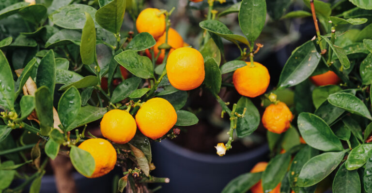 citrus tree (featured image)