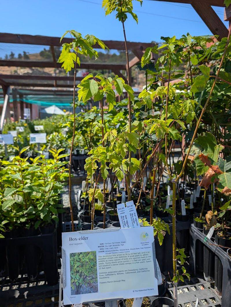 The Watershed Nursery Is A Point Richmond Native Gem The Watershed Nursery Is A Point Richmond Native Gem