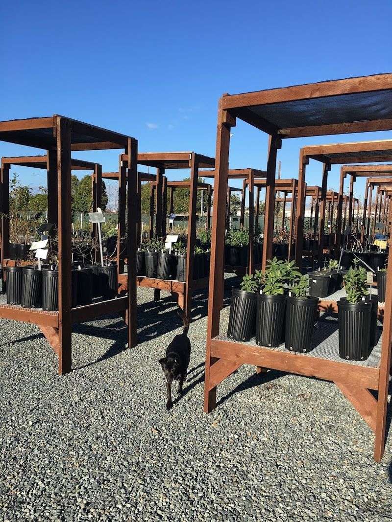 The Watershed Nursery Turns Richmond Into A Restoration-Plant Destination The Watershed Nursery Turns Richmond Into A Restoration-Plant Destination