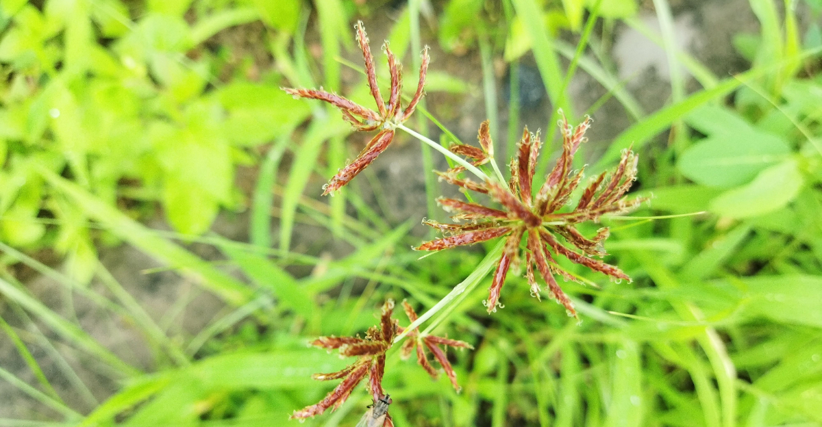 nutsedge (featured image)