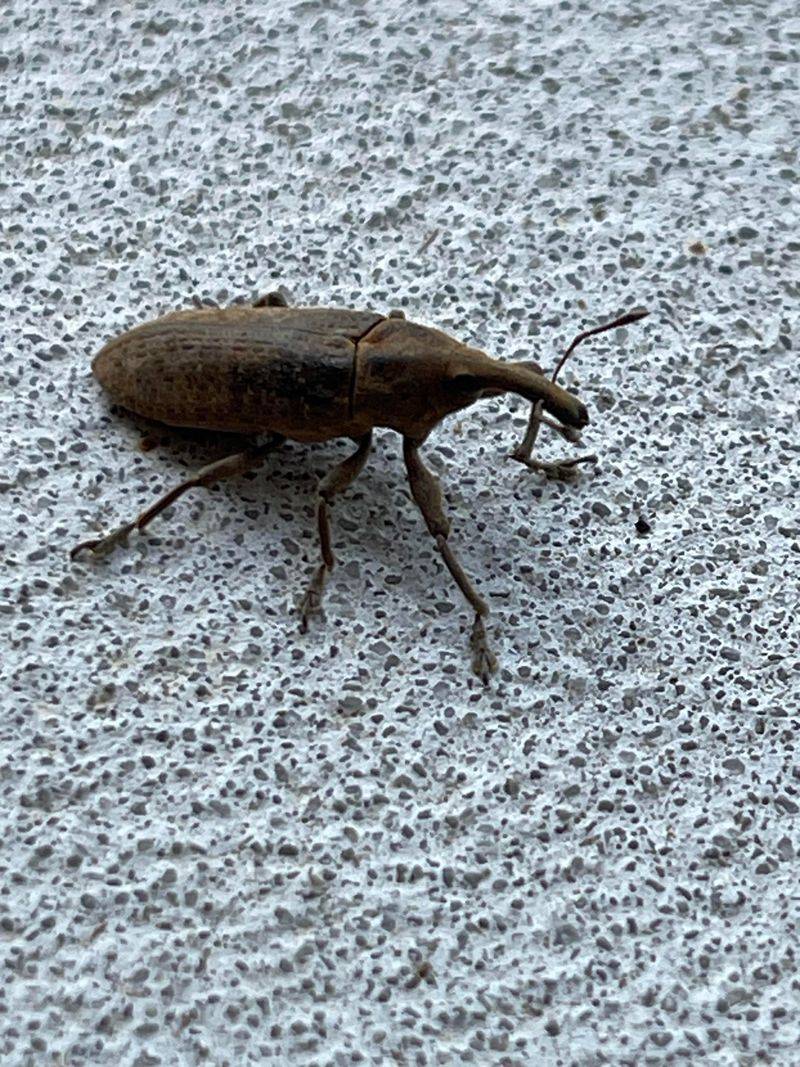 The Weevil's Life Cycle And Why Timing Matters So Much