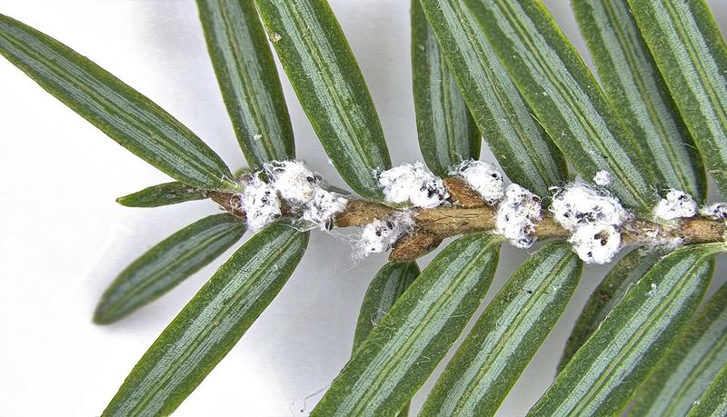 The White Clue Is A Hemlock Woolly Adelgid Ovisac