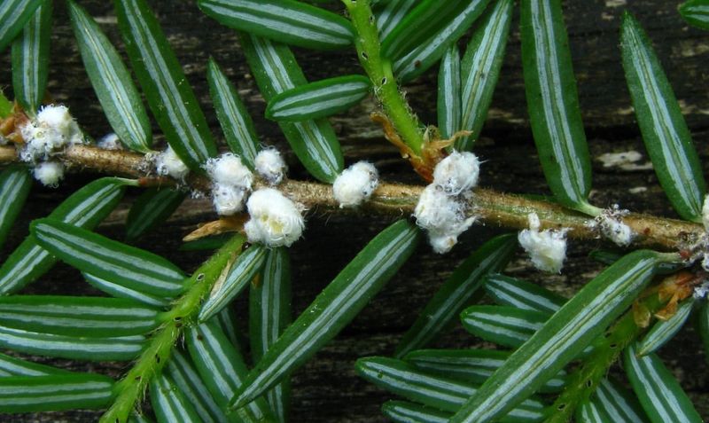 The White Masses Are Small But Distinctive