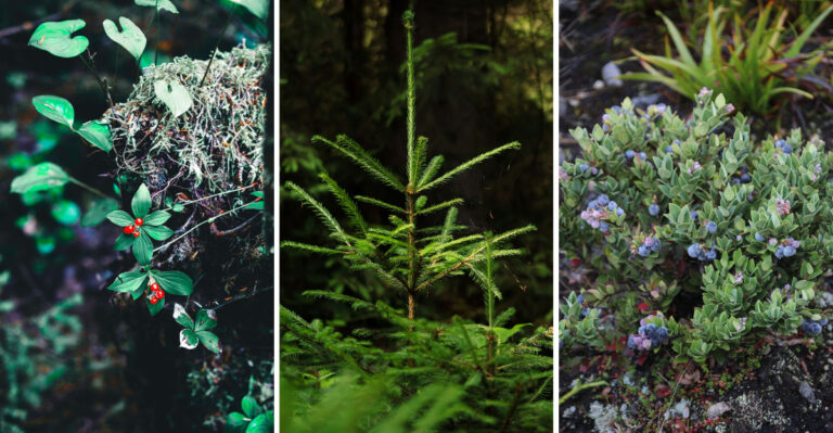 The White Mountain Native Plants Every New Hampshire Yard Could Use