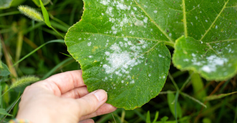 The White Powder On California Squash Is Not What Most Gardeners Think
