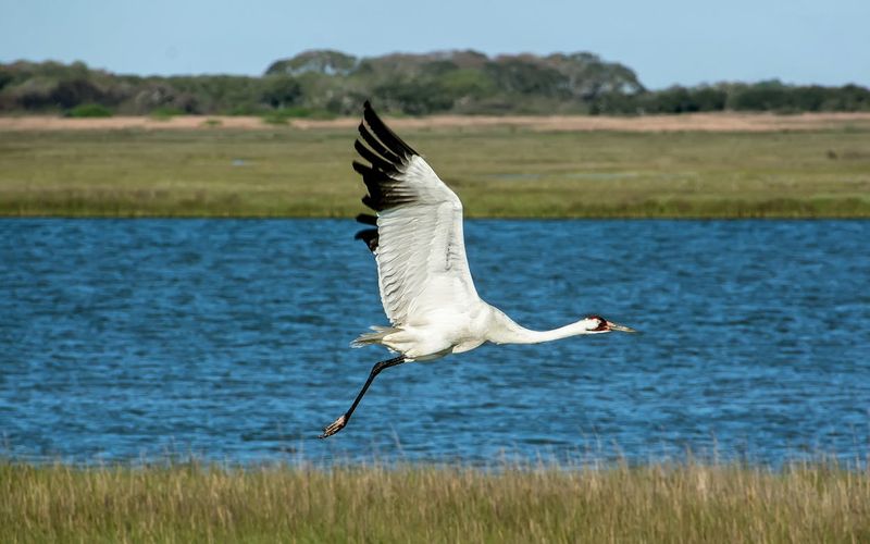 The Whooping Crane Needs Space And Minimal Disturbance