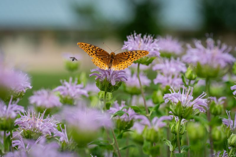The Wildlife And Pollinators Showing Up Because Of It