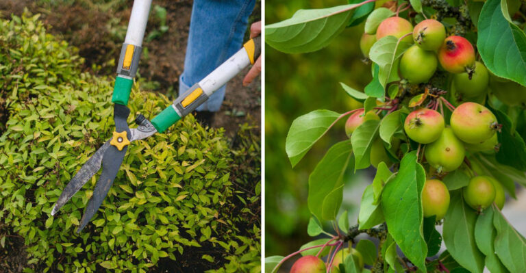 The Wisconsin Pruning List For July, And The Plants To Skip