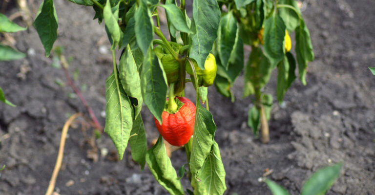 The Wisconsin Watering Mistake That Hurts Plants More Than the Heat Itself