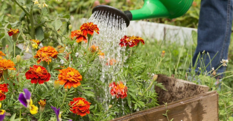 The Worst Time Maryland Gardens Get Watered And 10 Tips To Change That