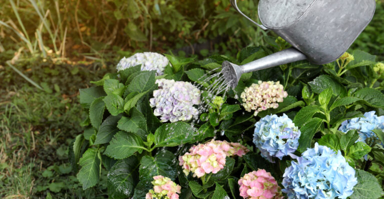 watering hydrangea