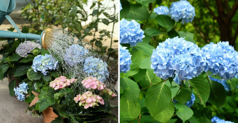 The Worst Time Of Day To Water Hydrangeas In Pennsylvania During A Summer Heat Wave