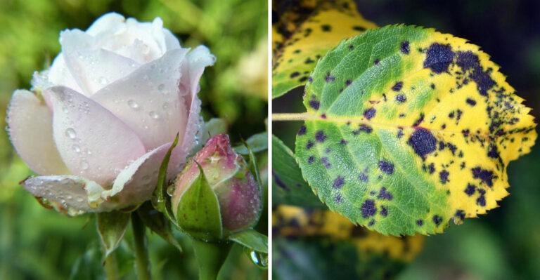 The Worst Time Of Day To Water Roses In Michigan If You Want To Avoid Black Spot