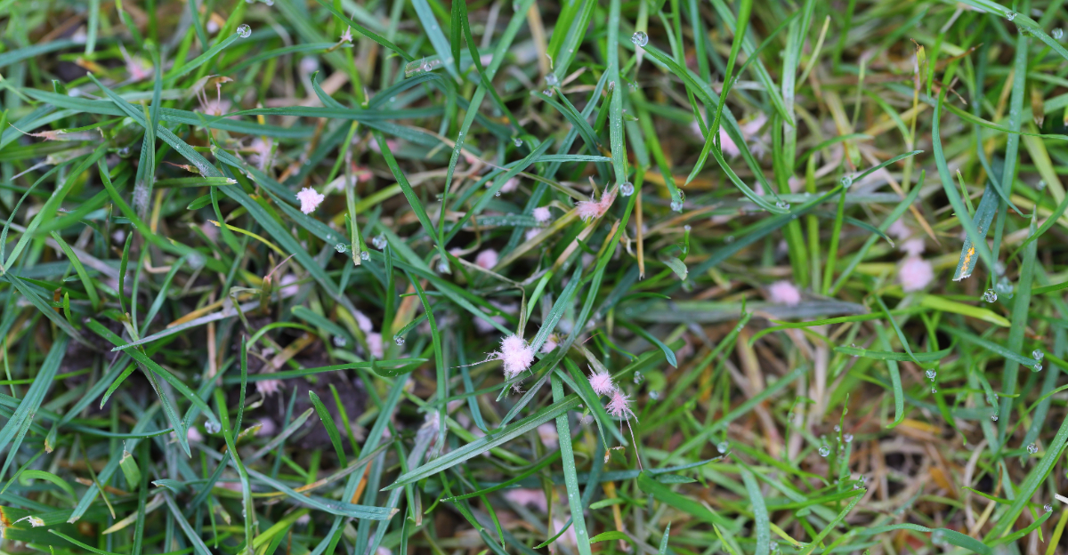 lawn fungus