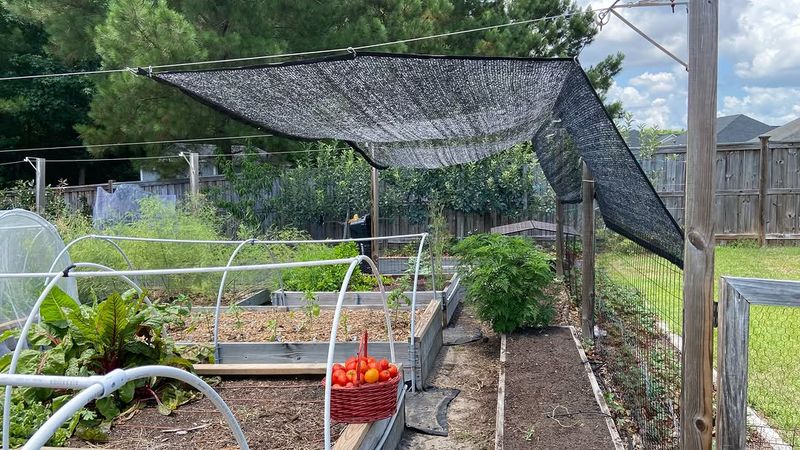 The Wrong Shade Level Can Stress Plants The Wrong Shade Level Can Stress Plants