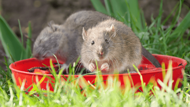 The Yard Change That Starts With Removing Food The Yard Change That Starts With Removing Food