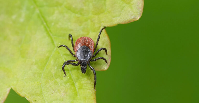 tick on leaf