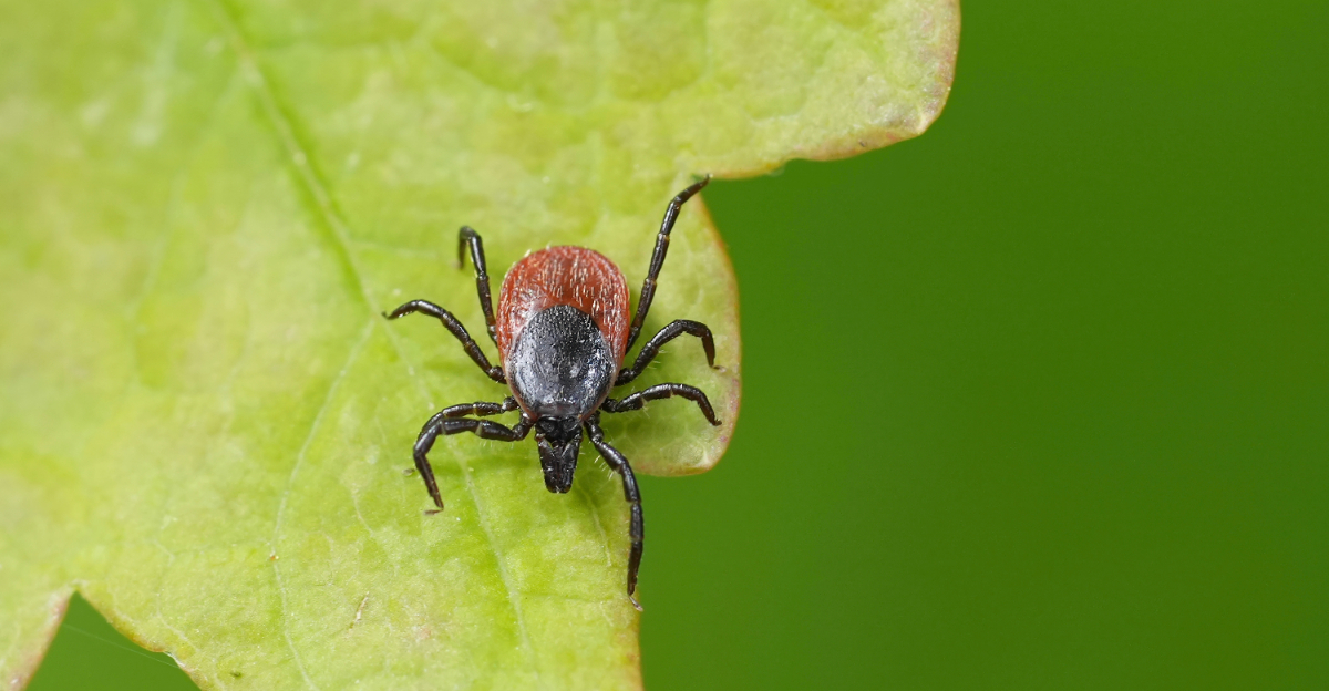 tick on leaf