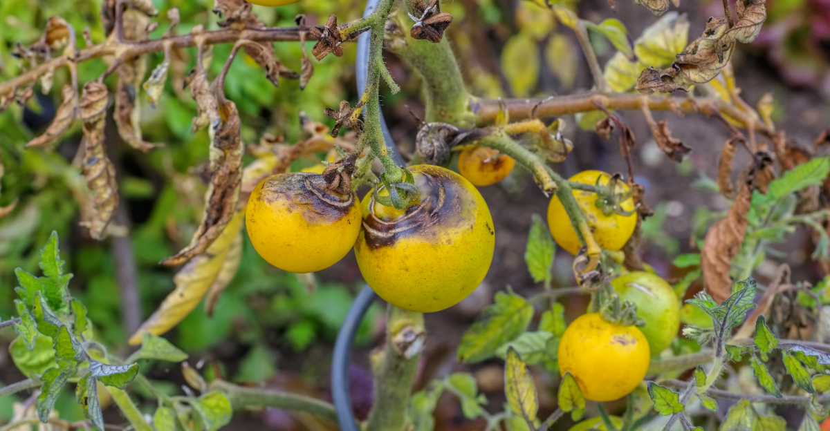 tomato late blight