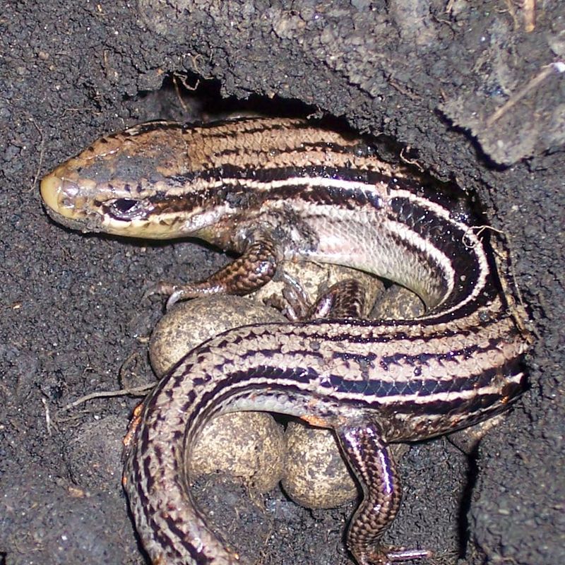 The Yard Provides Small Invertebrates To Eat