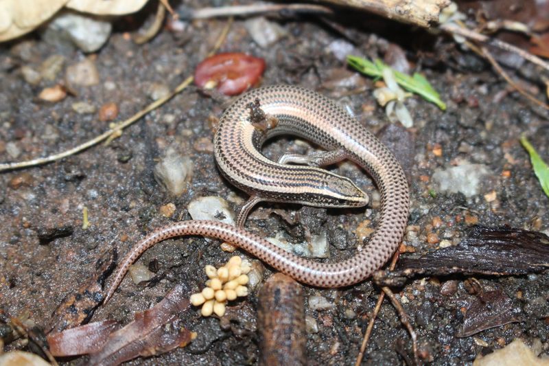 The Yard Supports A Connected Wildlife Community
