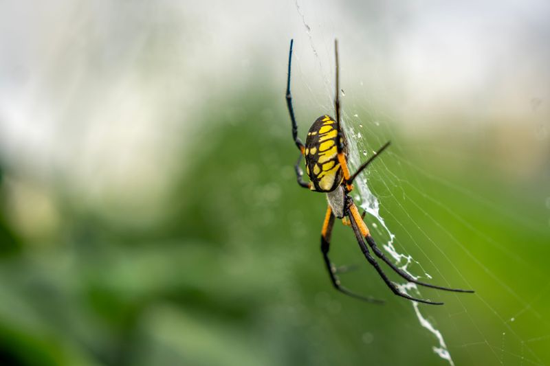 The Yellow Garden Spider Builds Most Of These Webs The Yellow Garden Spider Builds Most Of These Webs