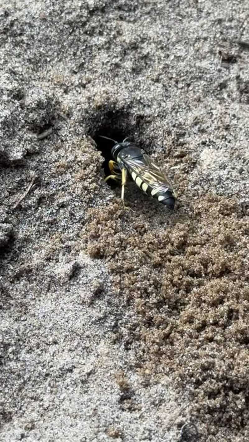 Their Burrows Mean Your Lawn Has Easy-Digging Soil Their Burrows Mean Your Lawn Has Easy-Digging Soil