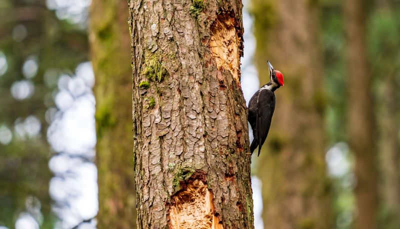 Their Feeding Holes Help Other Wildlife Species Survive Their Feeding Holes Help Other Wildlife Species Survive