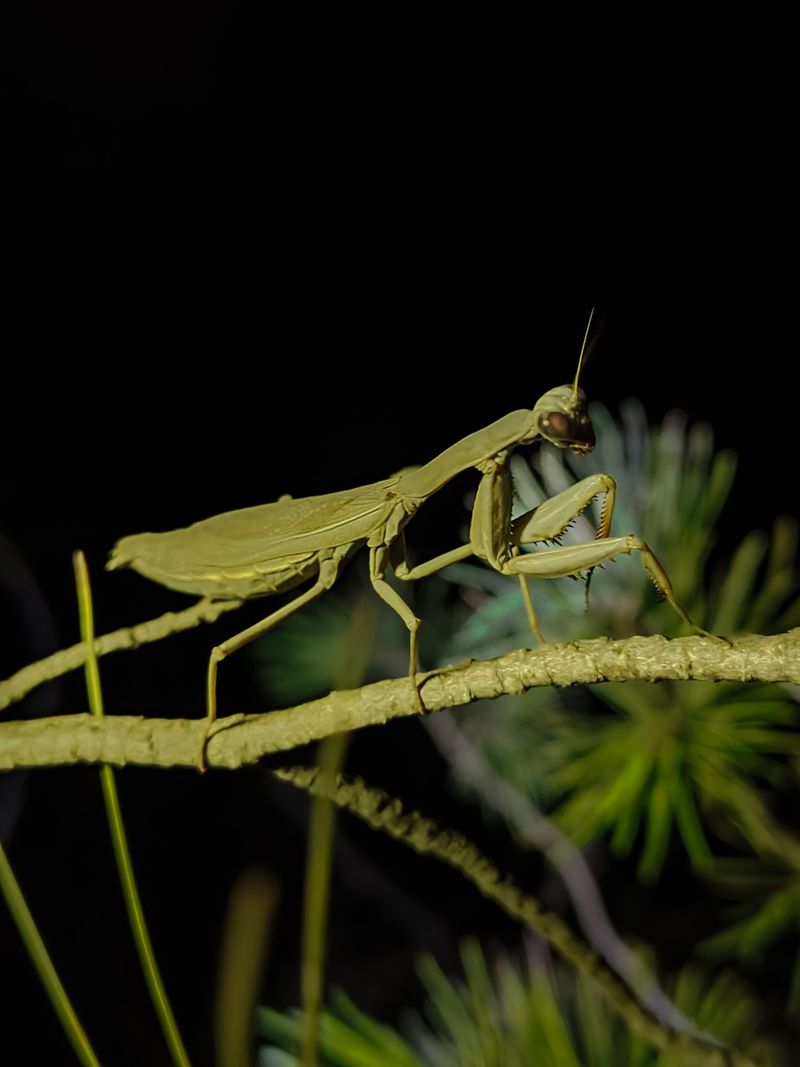 Their Hunting Behavior And What It Signals