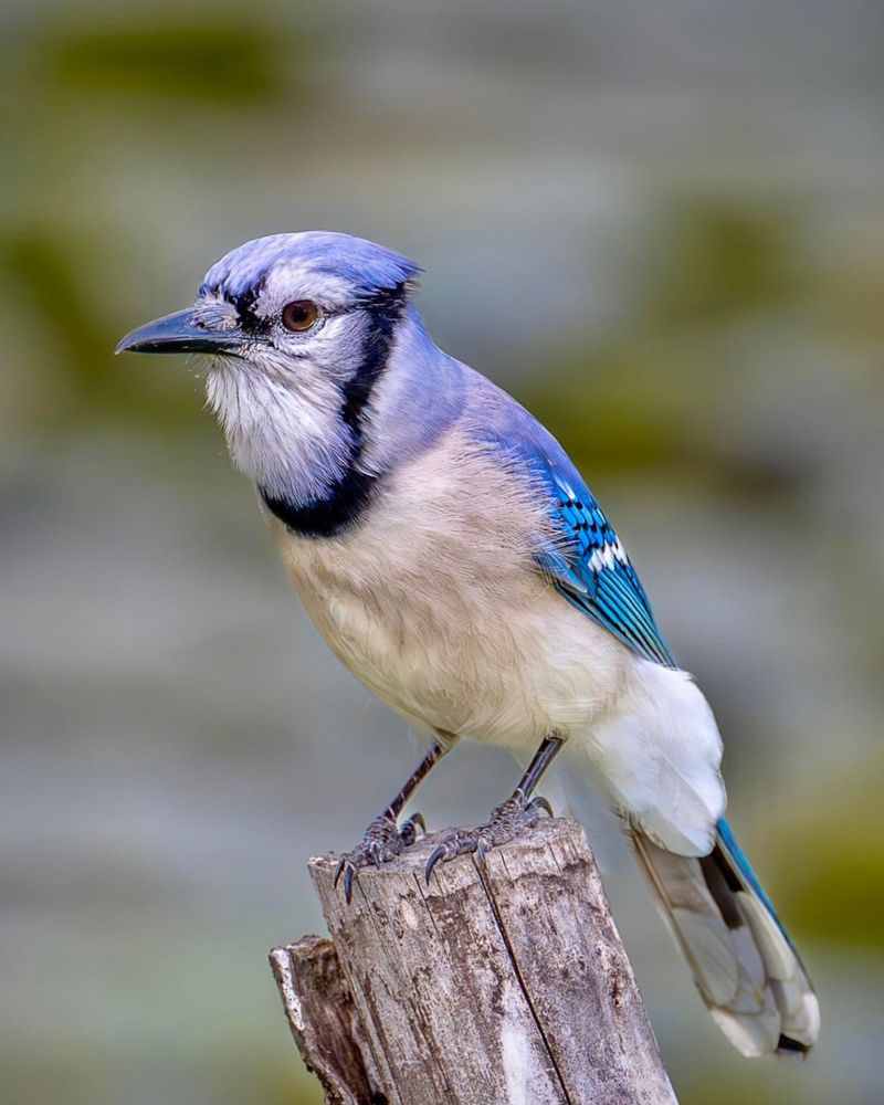 Their Loud Calls May Signal A Nearby Threat