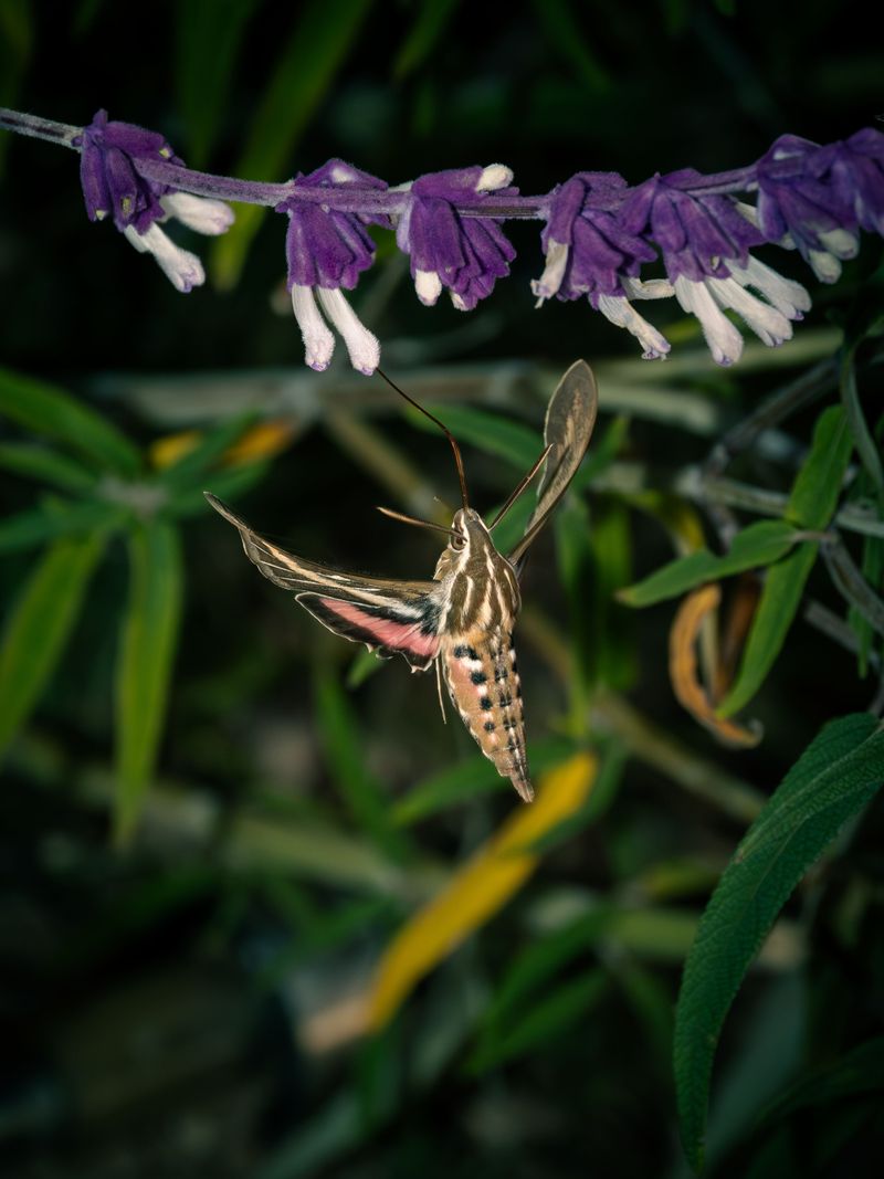 Their Presence Does Not Automatically Mean Hornworms Their Presence Does Not Automatically Mean Hornworms
