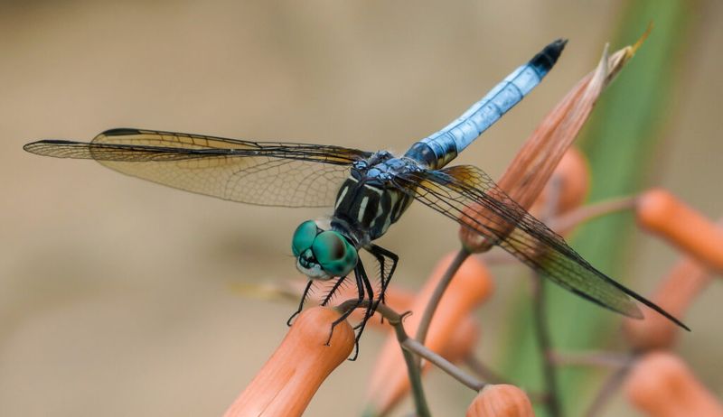 Their Presence Often Points To A Healthy Ecosystem Their Presence Often Points To A Healthy Ecosystem