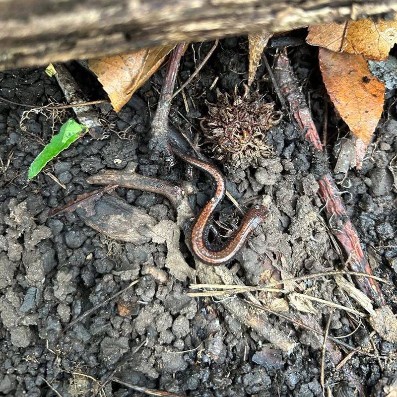 Their Presence Suggests The Soil Surface Stays Moist