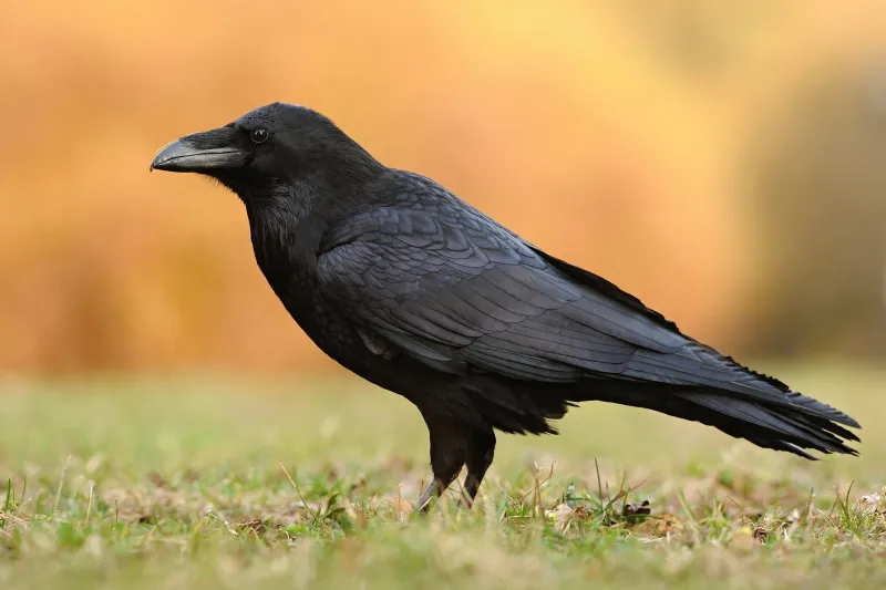 Their Presence Usually Reflects Normal Wildlife Activity, Not An Omen