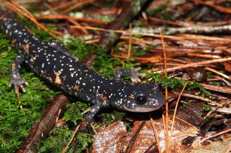 Their Sensitive Skin Makes Them Useful Environmental Clues