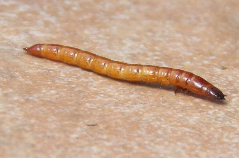 Their Soil-Dwelling Larvae Are Called Wireworms Their Soil-Dwelling Larvae Are Called Wireworms