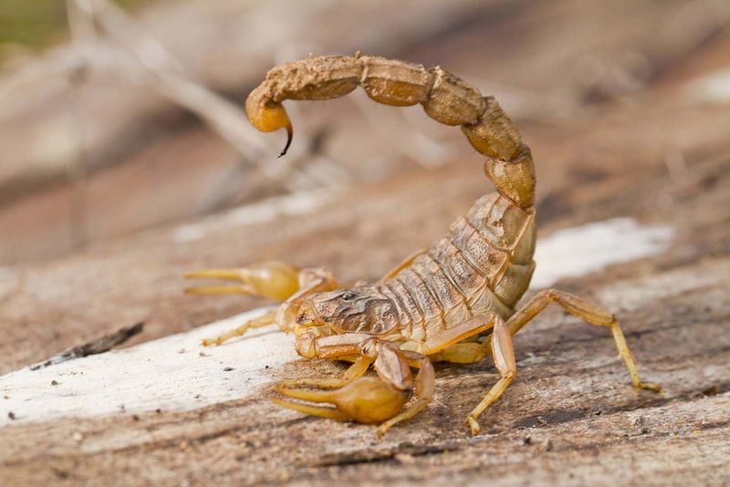 Their Sting Is Painful But Usually Not Life-Threatening
