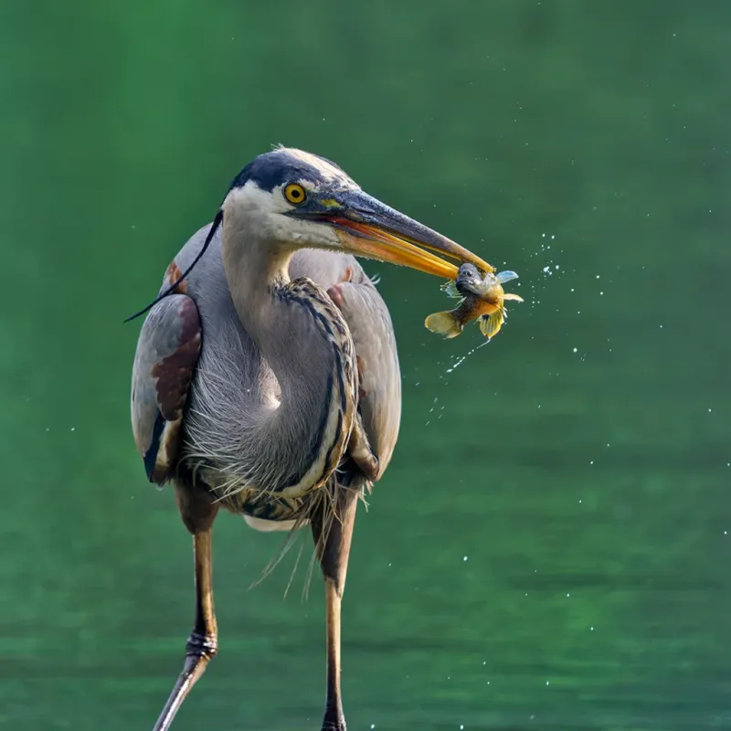 There Is Water Or Reliable Food Nearby There Is Water Or Reliable Food Nearby