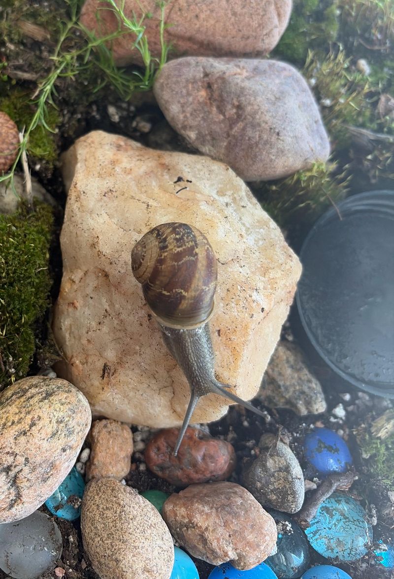 There May Be Fewer Snails, Slugs, And Soft Prey There May Be Fewer Snails, Slugs, And Soft Prey