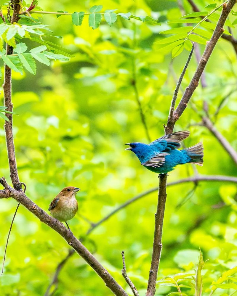 There May Be Good Nesting Habitat Nearby There May Be Good Nesting Habitat Nearby