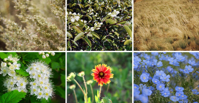 These 10 High-Desert Plants Thrive In Idaho Yards