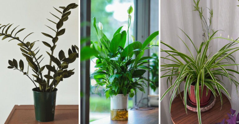 These 7 Houseplants Illinois Homeowners Can Water With Just Ice Cubes