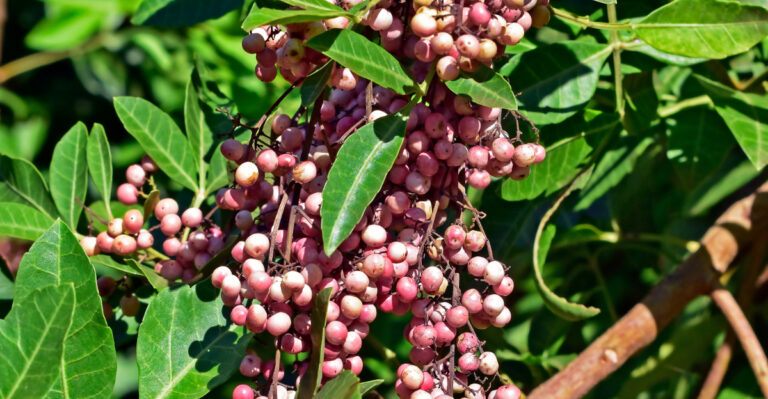 Brazilian peppertree