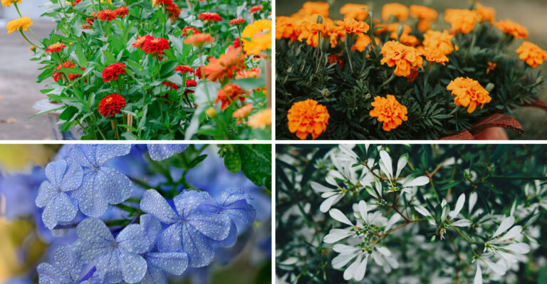 These 8 Container Flowers Bloom Longer With Less Water