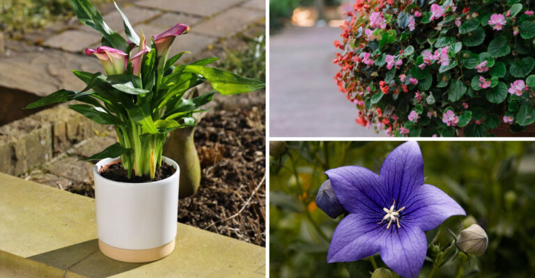 These 8 Flowers Grow Surprisingly Well In Pots